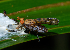 Sciomyzidae