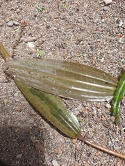 Potamogeton cheesemanii