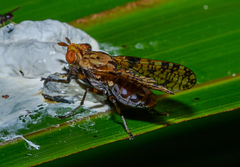 Sciomyzidae