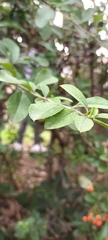 Celtis iguanaea