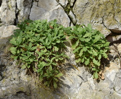 Arabis caucasica