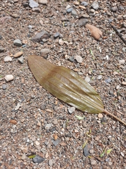 Potamogeton cheesemanii