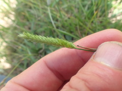 Cynosurus cristatus