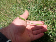 Cynosurus cristatus