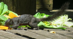 Callosciurus prevostii pluto