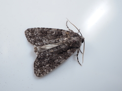 Acronicta carbonaria
