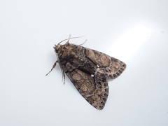 Chytonix albonotata