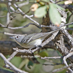 Vireo plumbeus