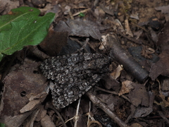 Acronicta carbonaria