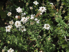 Selago densiflora