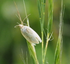 Tortricoidea