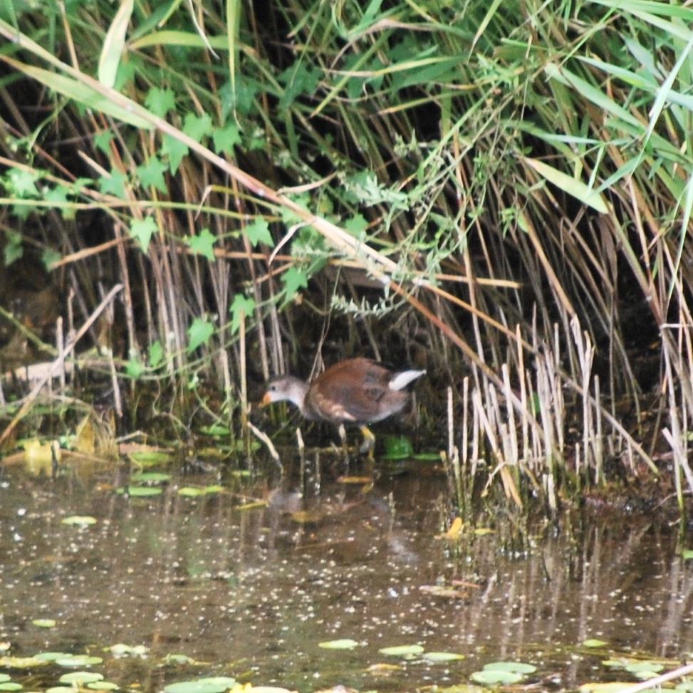 Common Moorhen