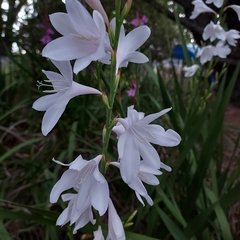 Watsonia meriana