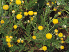 Helichrysum aureum