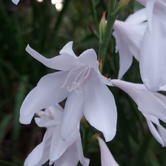 Watsonia meriana