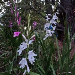Watsonia meriana