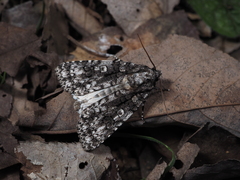 Acronicta carbonaria