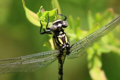 Hemigomphus heteroclytus