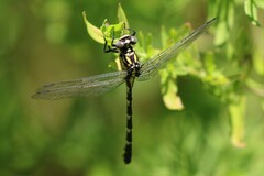 Hemigomphus heteroclytus