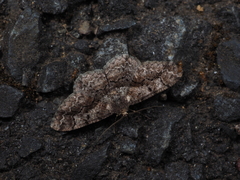 Satoblephara parvularia