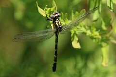 Hemigomphus heteroclytus