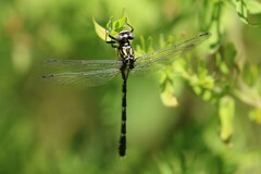 Hemigomphus heteroclytus