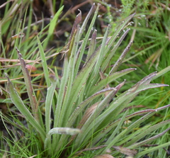 Plantago gaudichaudii
