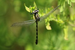 Hemigomphus heteroclytus