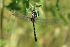 Hemigomphus heteroclytus
