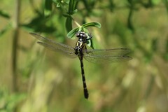 Hemigomphus heteroclytus