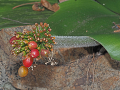 Haemanthus humilis hirsutus