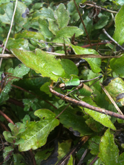 Eupholidoptera chabrieri