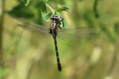 Hemigomphus heteroclytus