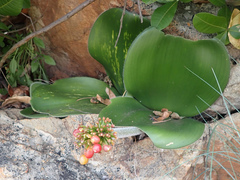 Haemanthus humilis hirsutus