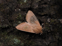 Orthosia cedermarki