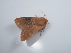 Orthosia cedermarki