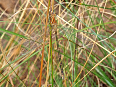 Lestes plagiatus
