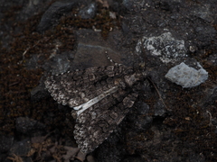 Acronicta carbonaria