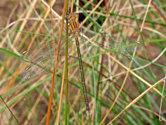 Lestes plagiatus