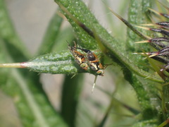 Urophora stylata