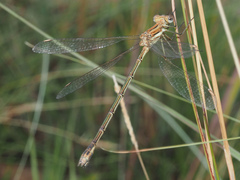 Lestes plagiatus