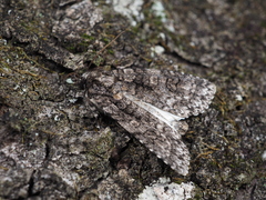 Acronicta carbonaria
