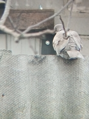 Streptopelia decaocto