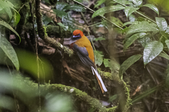 Harpactes whiteheadi