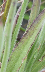 Plantago gaudichaudii
