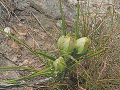 Colchicum striatum