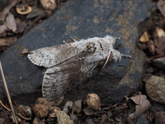 Calliteara pseudabietis