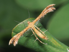 Stenodacma wahlbergi