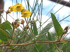 Hermannia transvaalensis