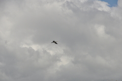 Phalacrocorax varius varius
